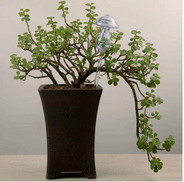 Self Watering Flowers Plant