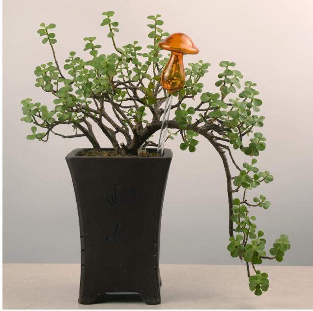 Self Watering Flowers Plant