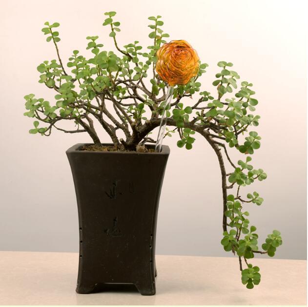 Self Watering Flowers Plant