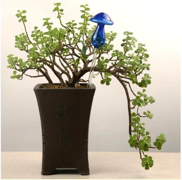 Self Watering Flowers Plant