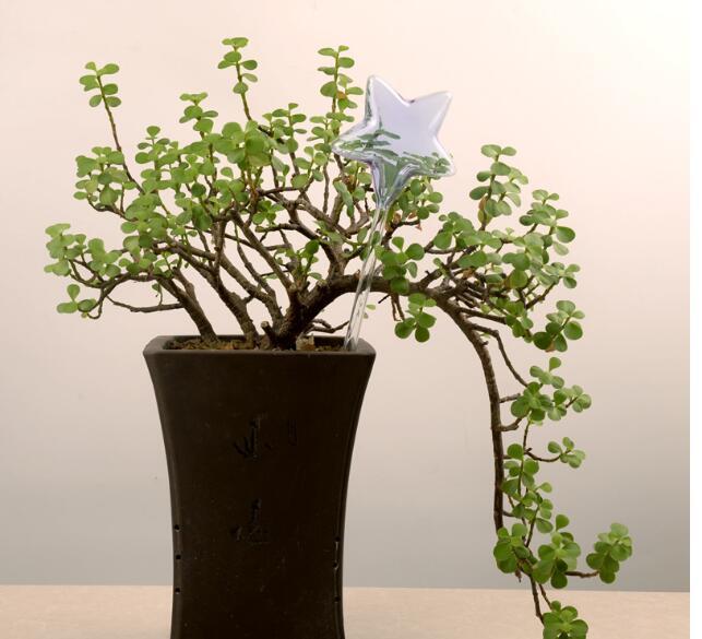 Self Watering Flowers Plant
