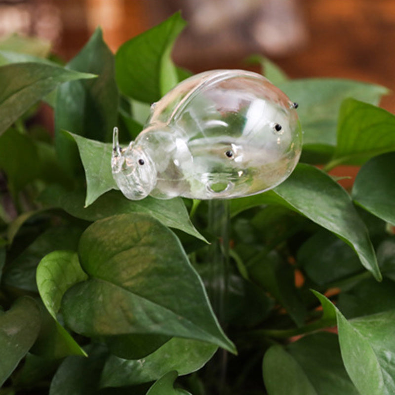 Self Watering Flowers Plant
