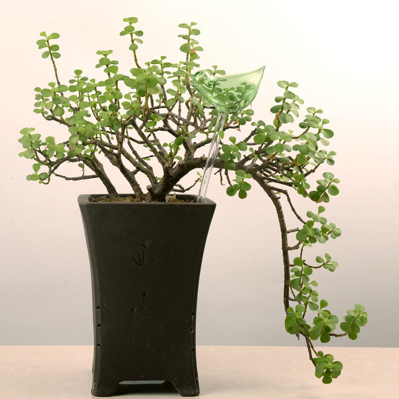 Self Watering Flowers Plant