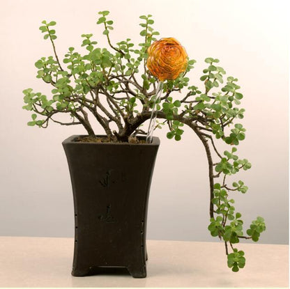 Self Watering Flowers Plant