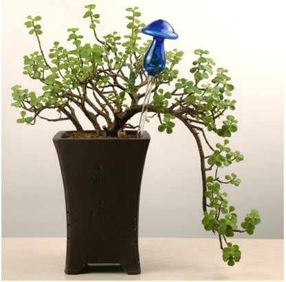Self Watering Flowers Plant